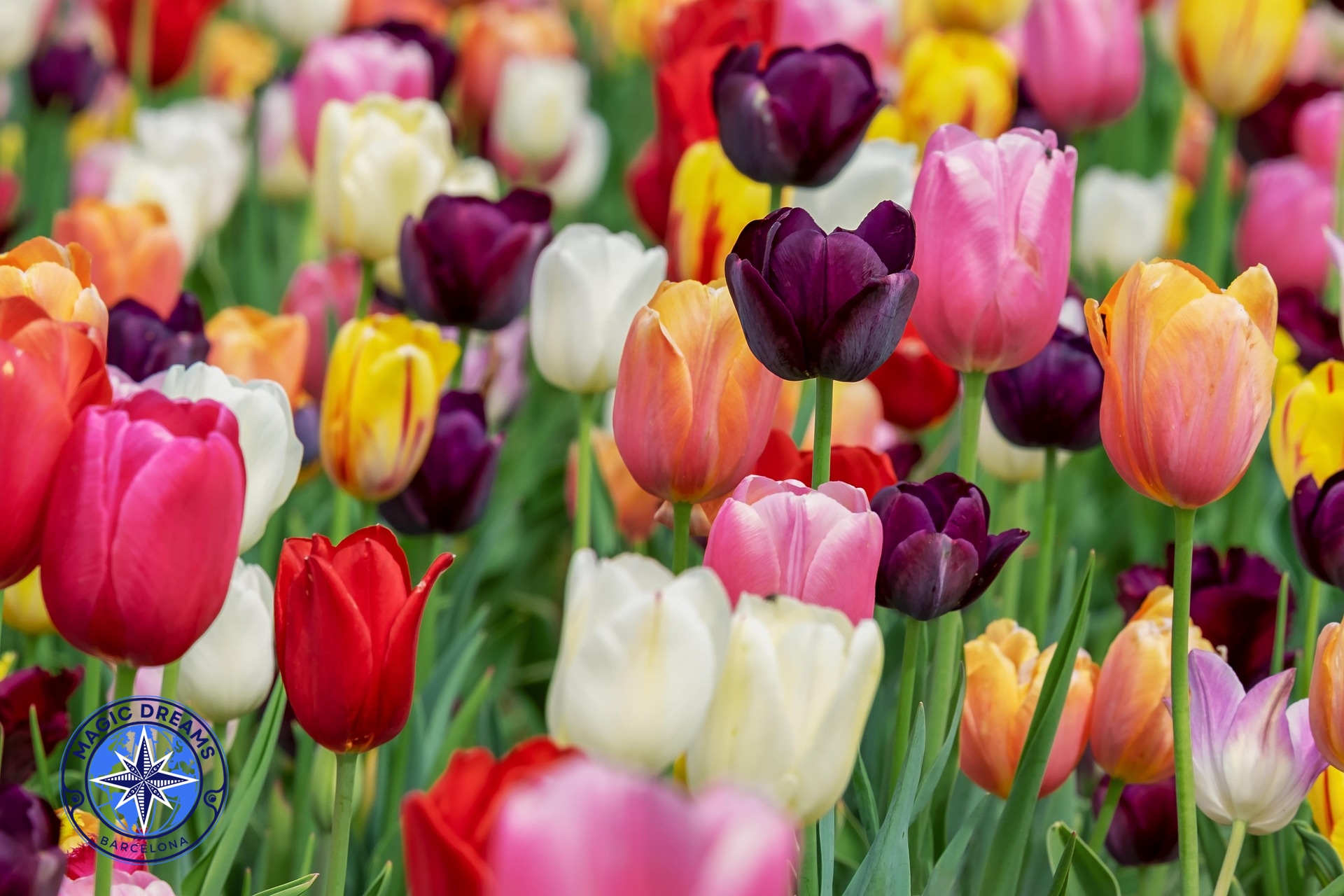 Tulipanes Magic Dreams Barcelona.