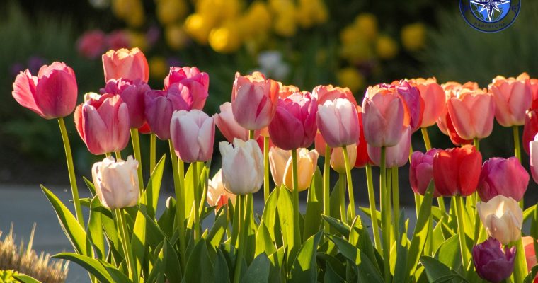 Tulipanes: historia, variedades, significado y cómo cultivarlos en Barcelona.