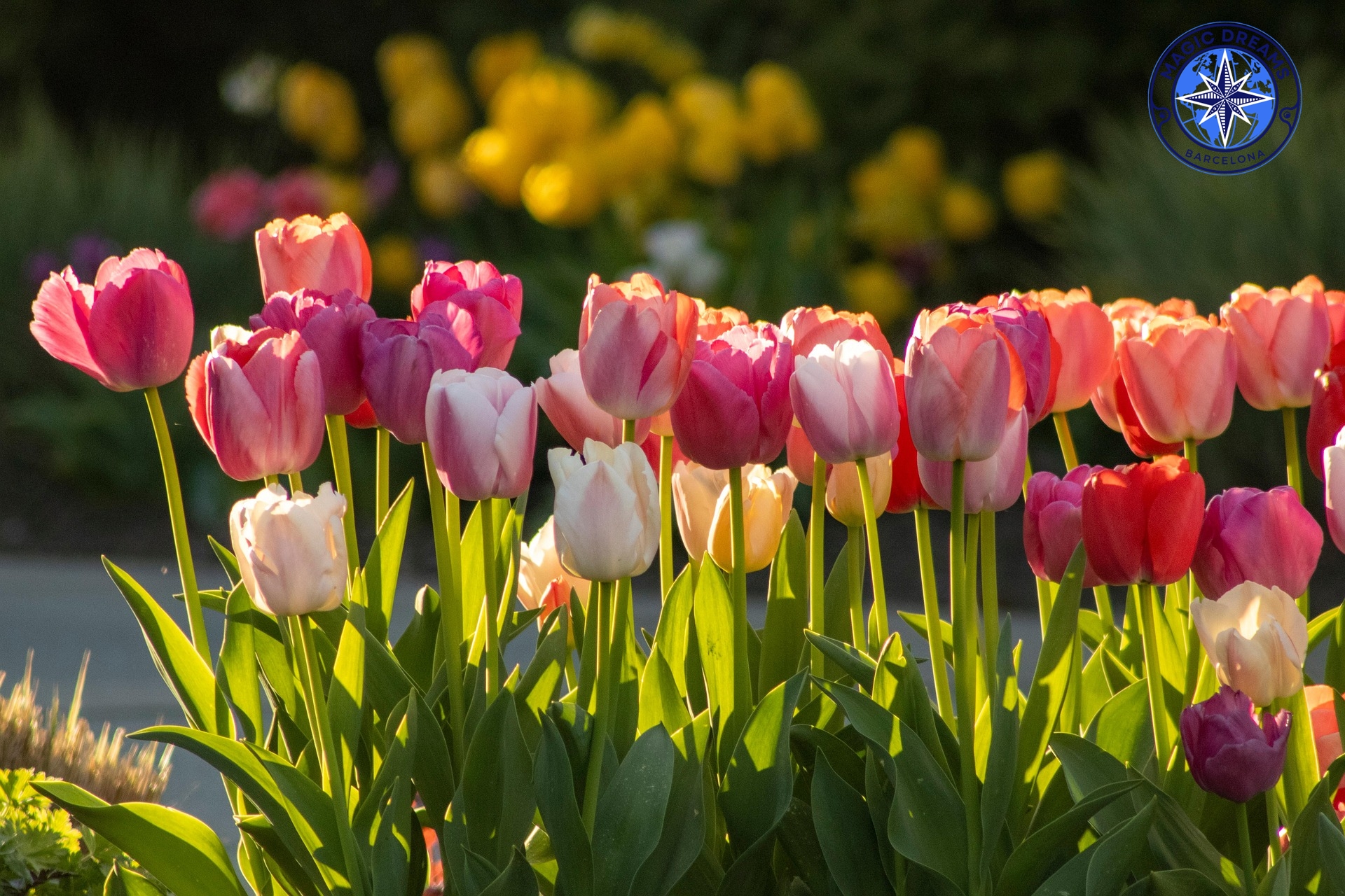 Tulipanes: historia, variedades, significado y cómo cultivarlos en Barcelona.