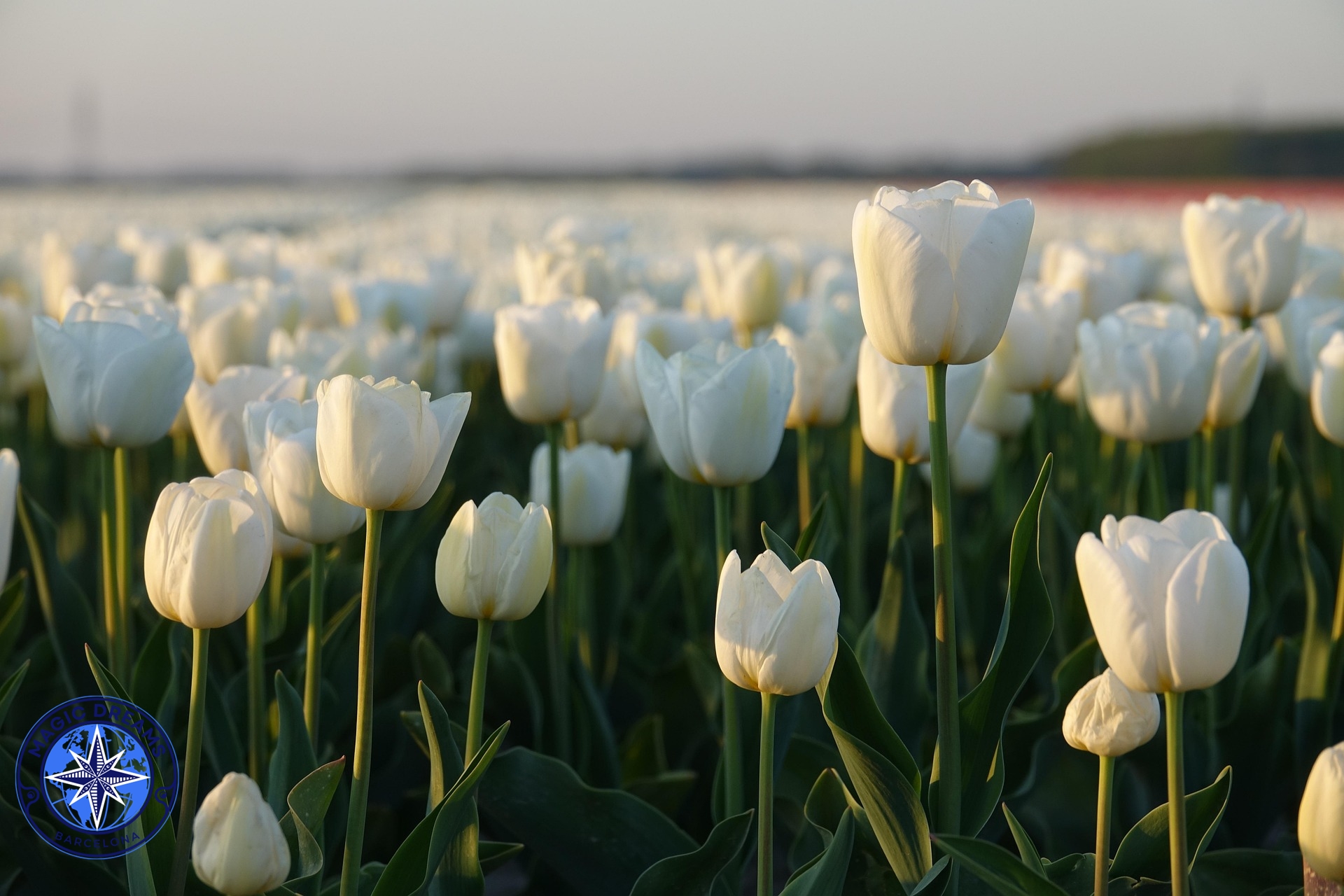 Tulipanes Magic Dreams Barcelona.