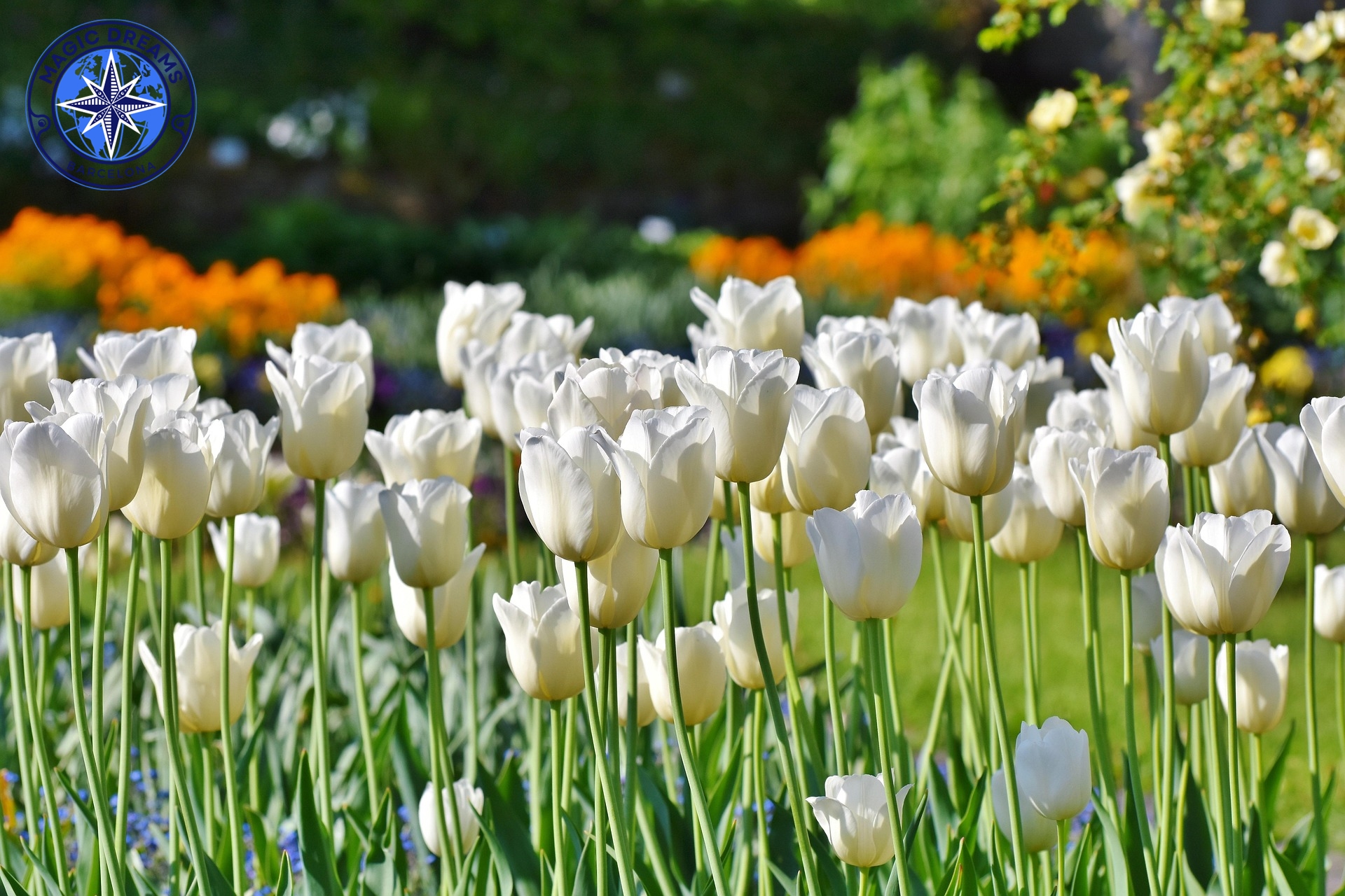 Tulipanes Magic Dreams Barcelona.