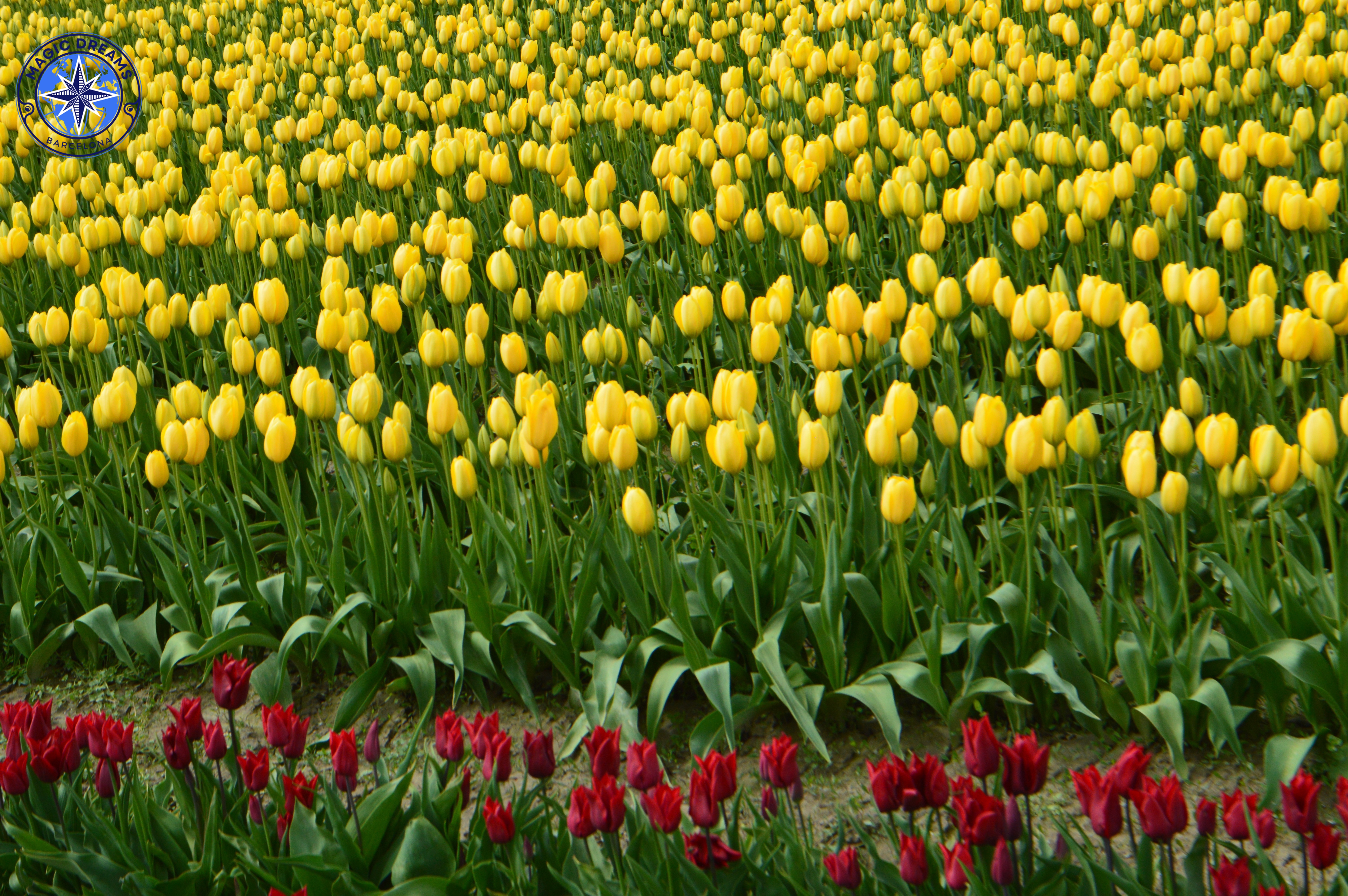 Tulipanes Magic Dreams Barcelona.