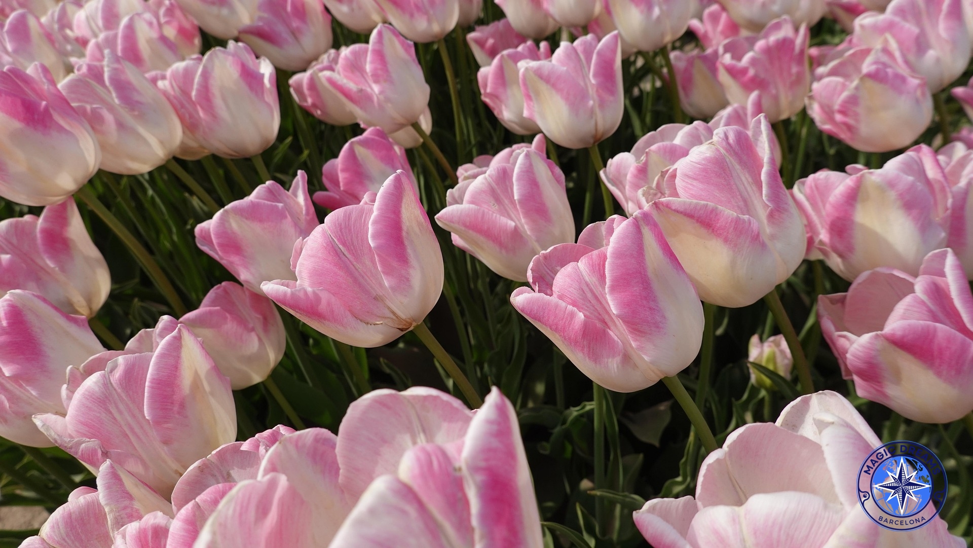 Tulipanes Magic Dreams Barcelona.