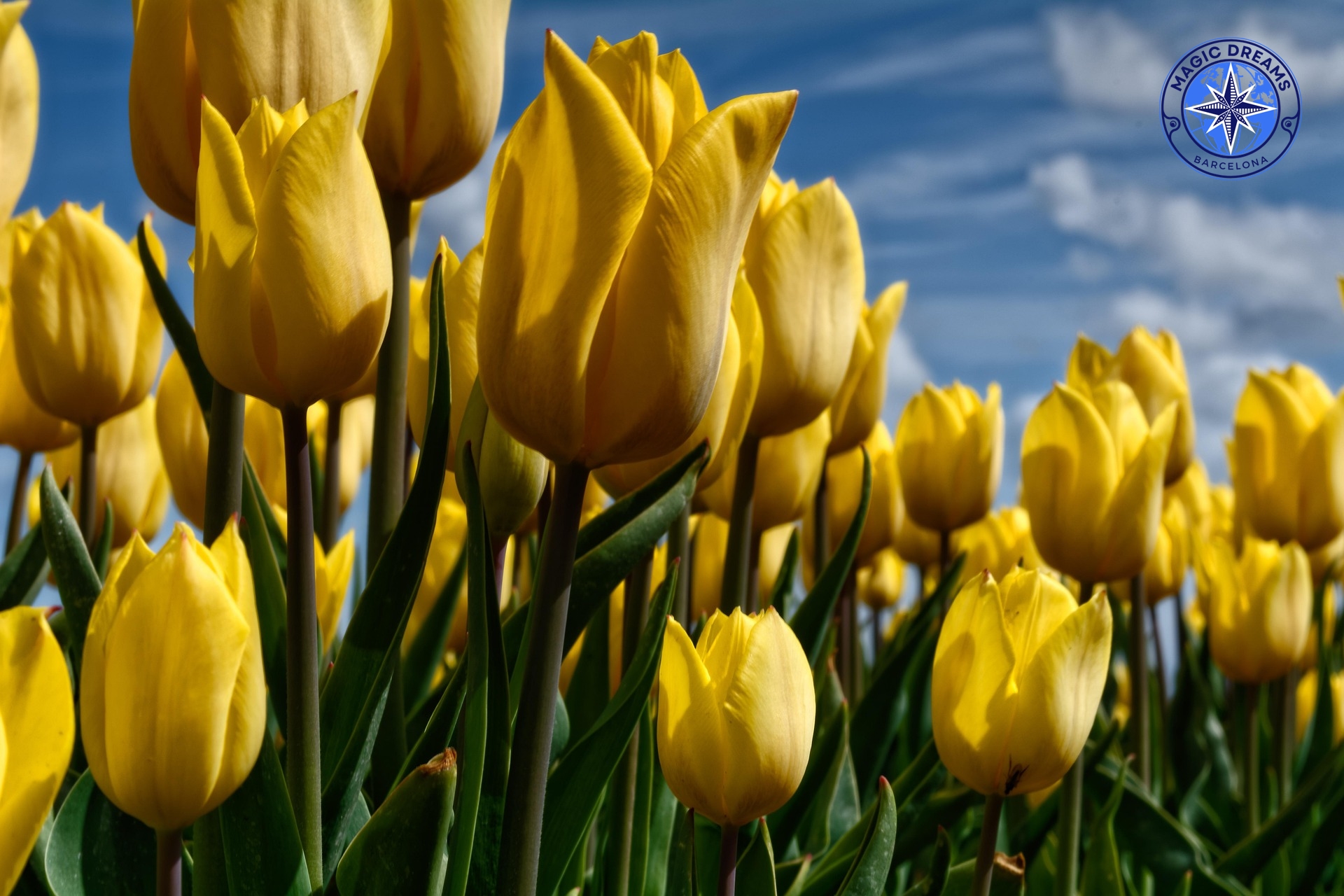 Tulipanes Magic Dreams Barcelona.
