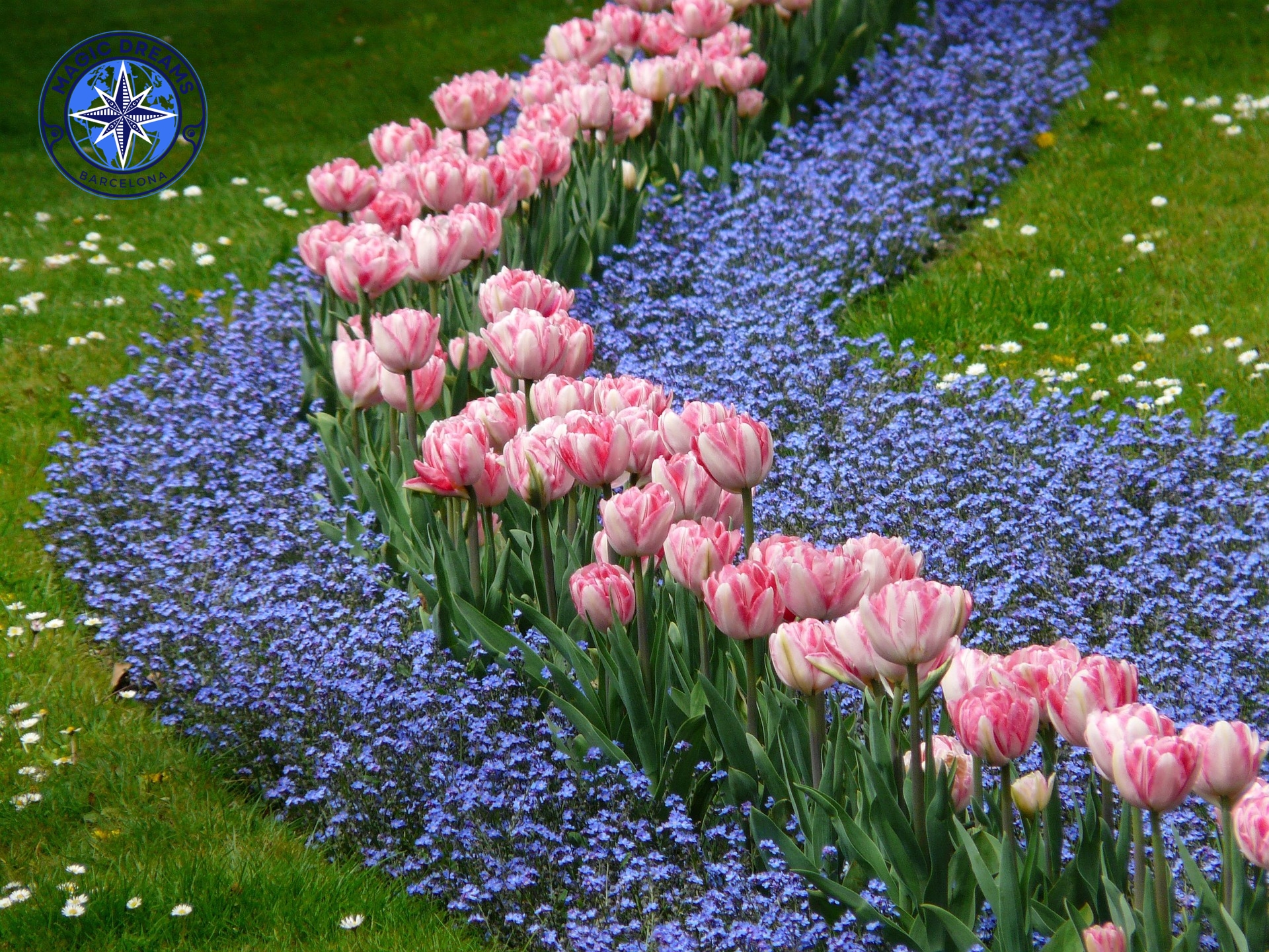 Tulipanes Magic Dreams Barcelona.