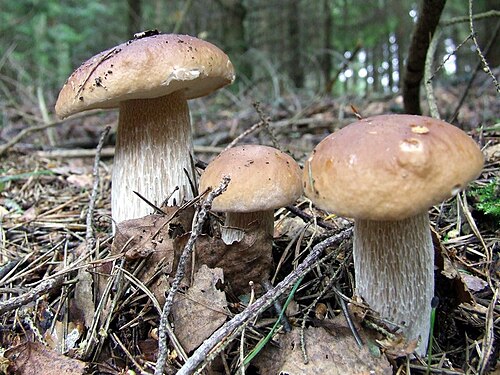 Boleto edulis - By Tocekas - Own work, CC BY-SA 3.0, https://commons.wikimedia.org/w/index.php?curid=2782350.