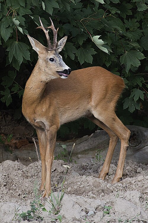Corzo Europeo - By Jerzystrzelecki - Own work, CC BY 3.0, https://commons.wikimedia.org/w/index.php?curid=24752732.