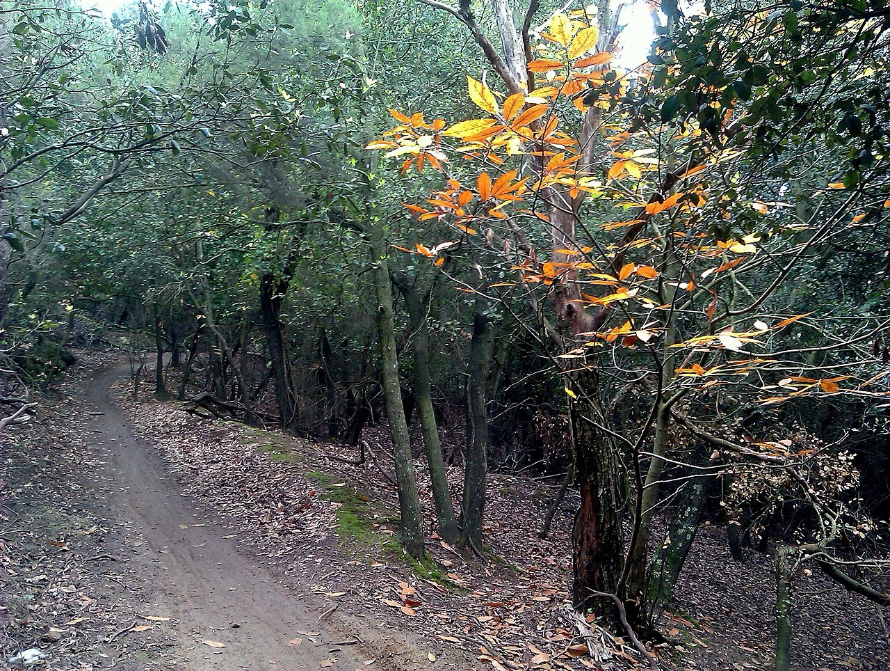 Camino de montaña por el bosque hacia Cal_Senyor - Magic Dreams Barcelona.