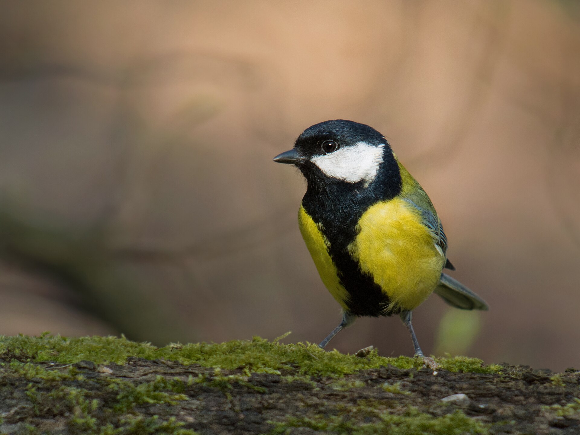 Carbonero común - By Frank Vassen from Brussels, Belgium - Great tit (Parus major), Parc de Woluwé, Brussels, CC BY 2.0, https://commons.wikimedia.org/w/index.php?curid=43770118.