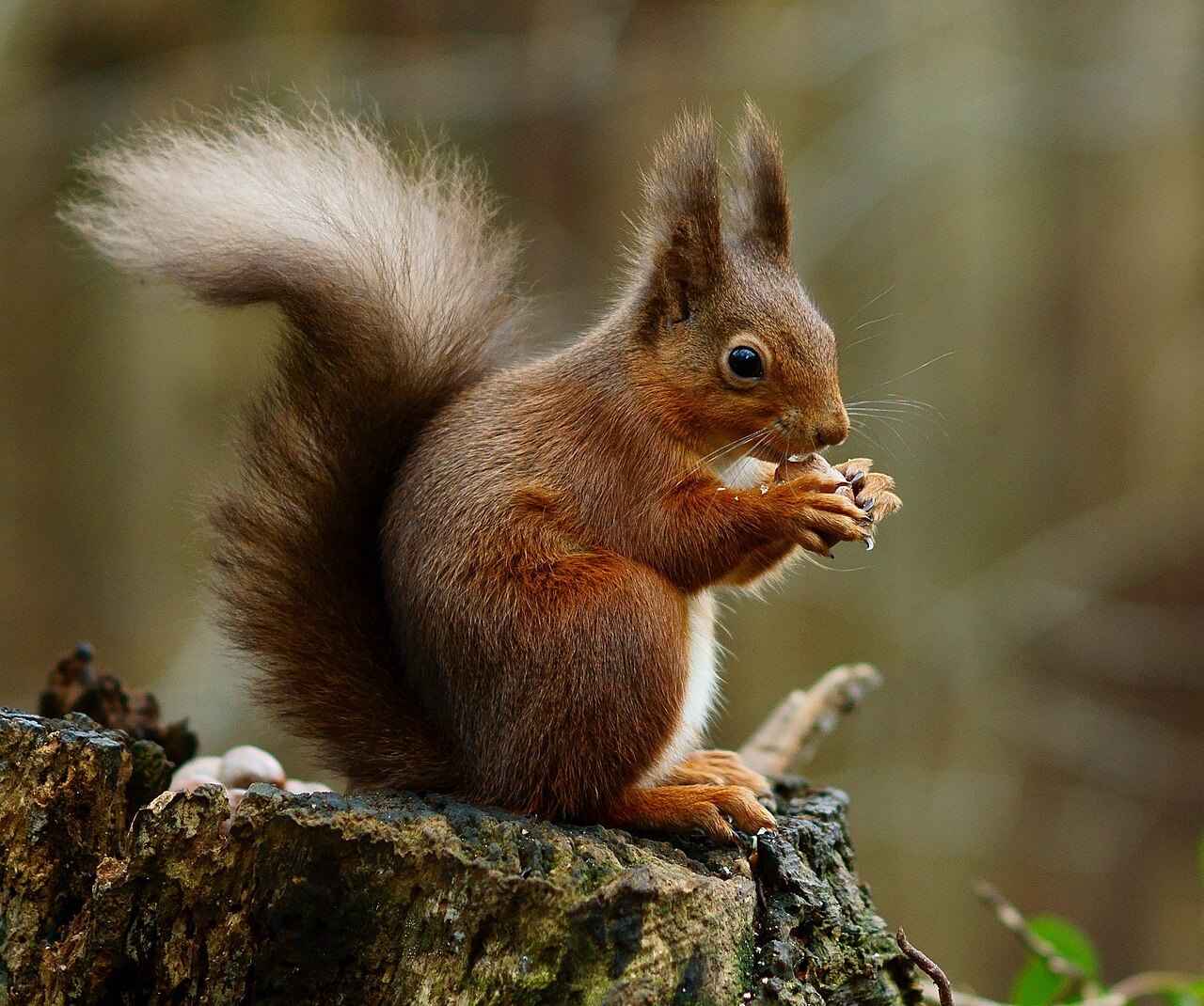 Una ardilla roja en el bosque - By Peter Trimming - https://www.flickr.com/photos/peter-trimming/6583159839/, CC BY 2.0, https://commons.wikimedia.org/w/index.php?curid=29980115.