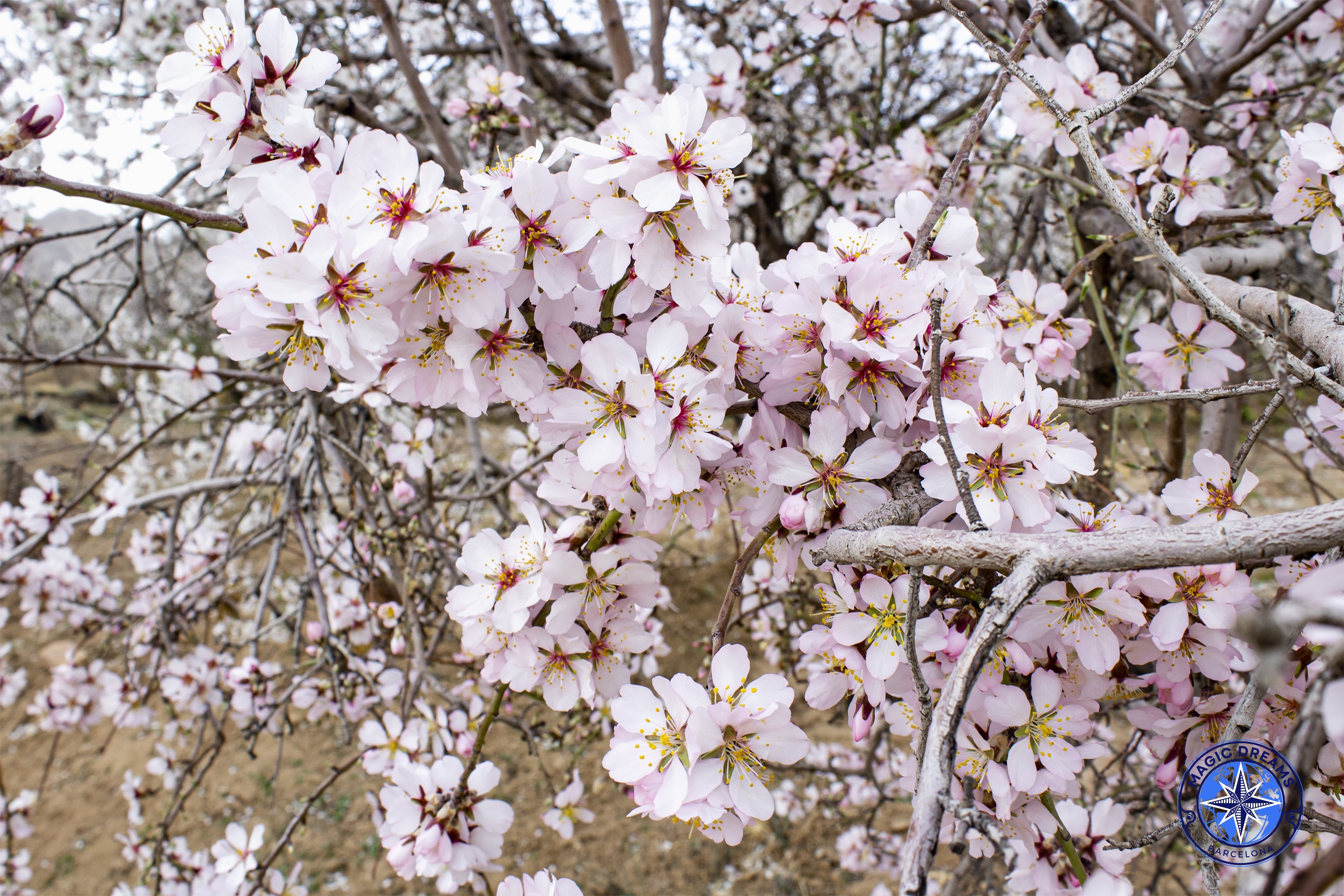 Almendro Magic Dreams Barcelona.