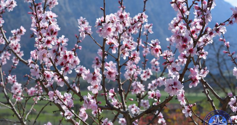 The Almond Tree: How to Grow It in Barcelona and the Health Benefits of Almonds.