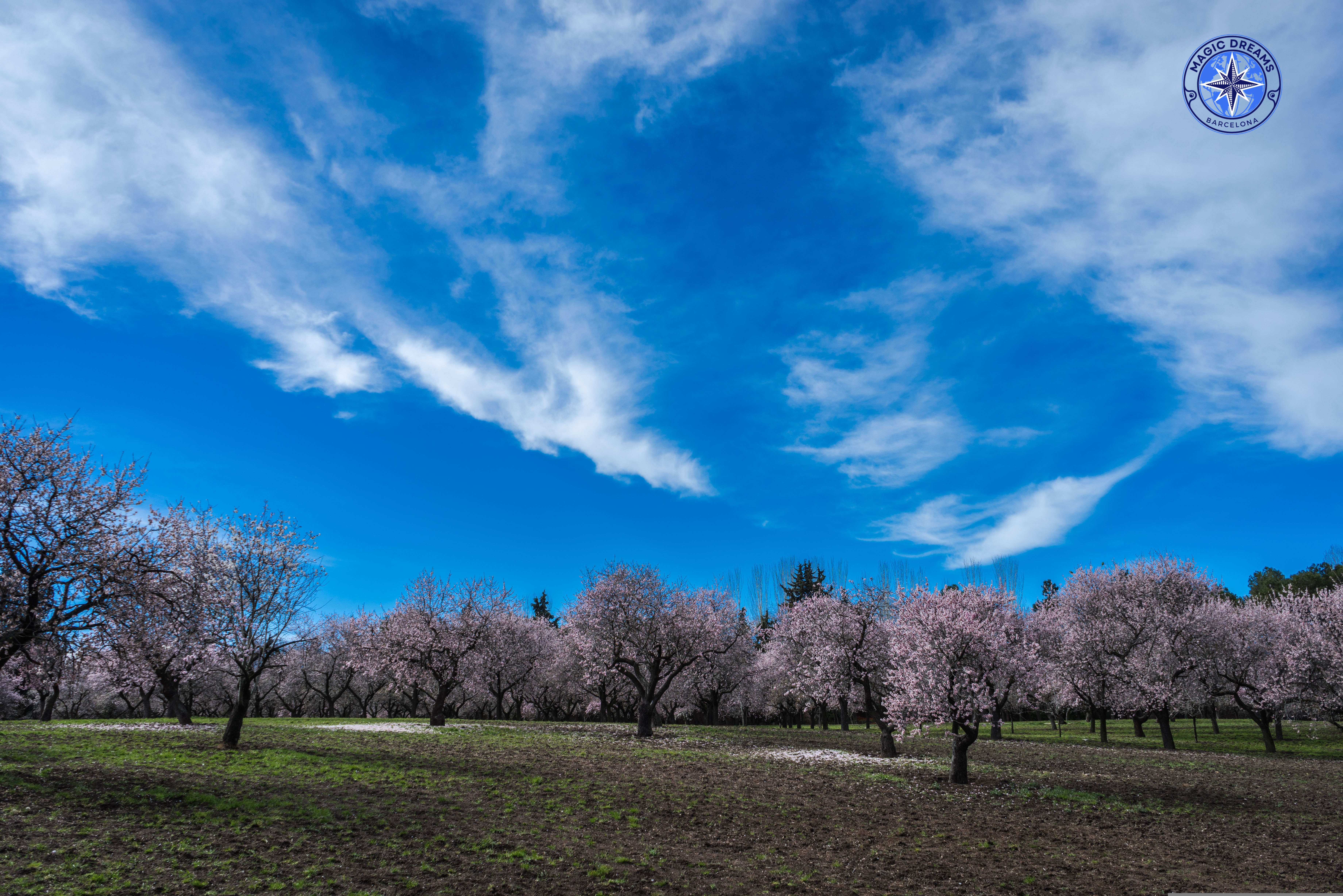 Almendro Magic Dreams Barcelona.