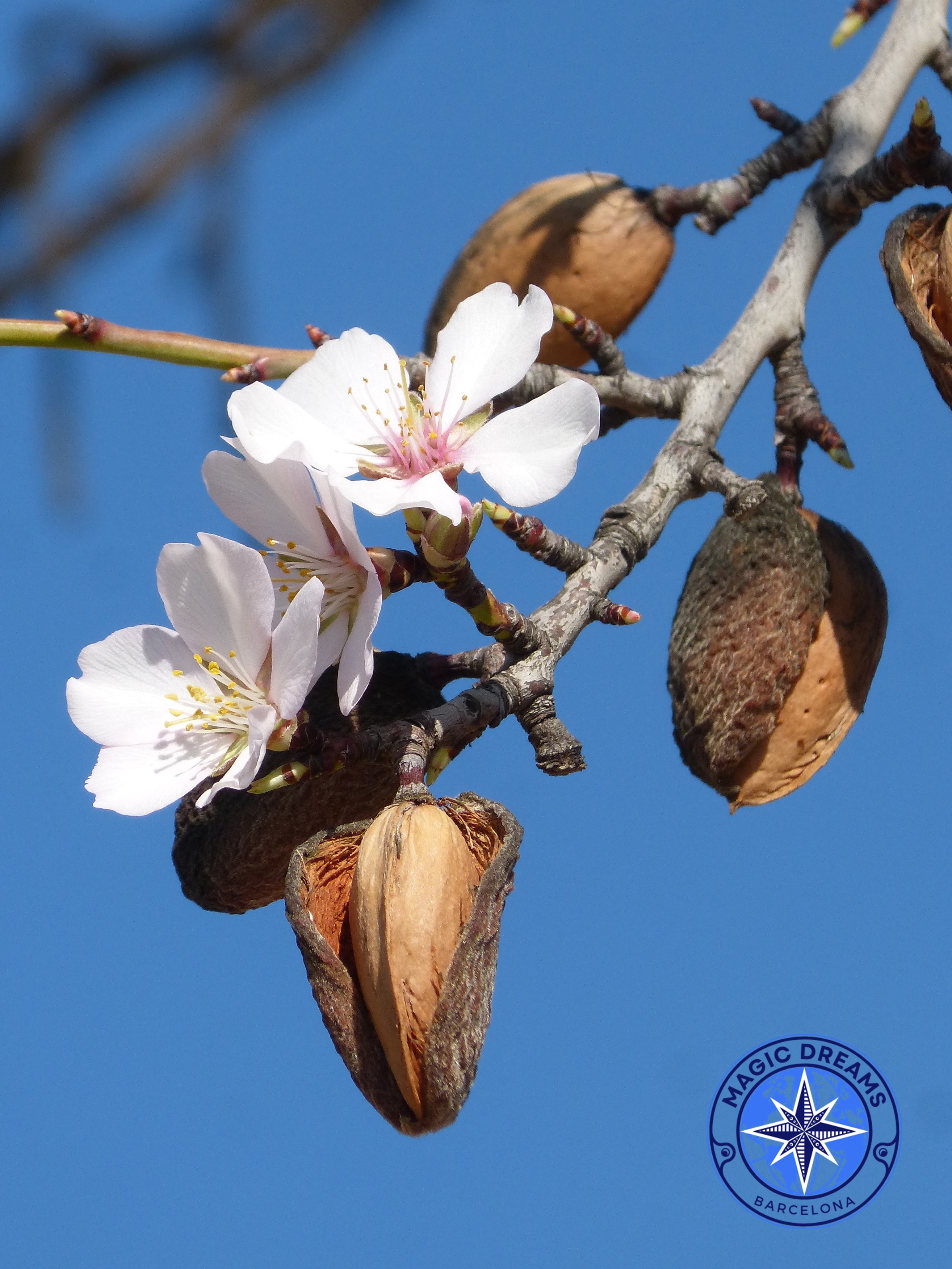 Almendro Magic Dreams Barcelona.