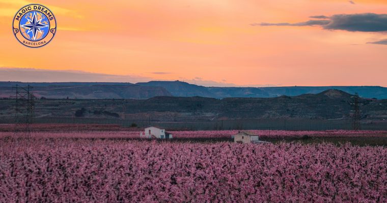 Aitona in bloom, The pink sea of the Segrià.