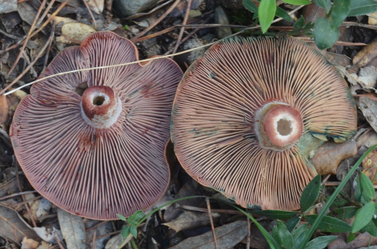 Rovellons - By nickmaz - https://www.inaturalist.org/observations/53048358, CC BY 4.0, https://commons.wikimedia.org/w/index.php?curid=153527854.