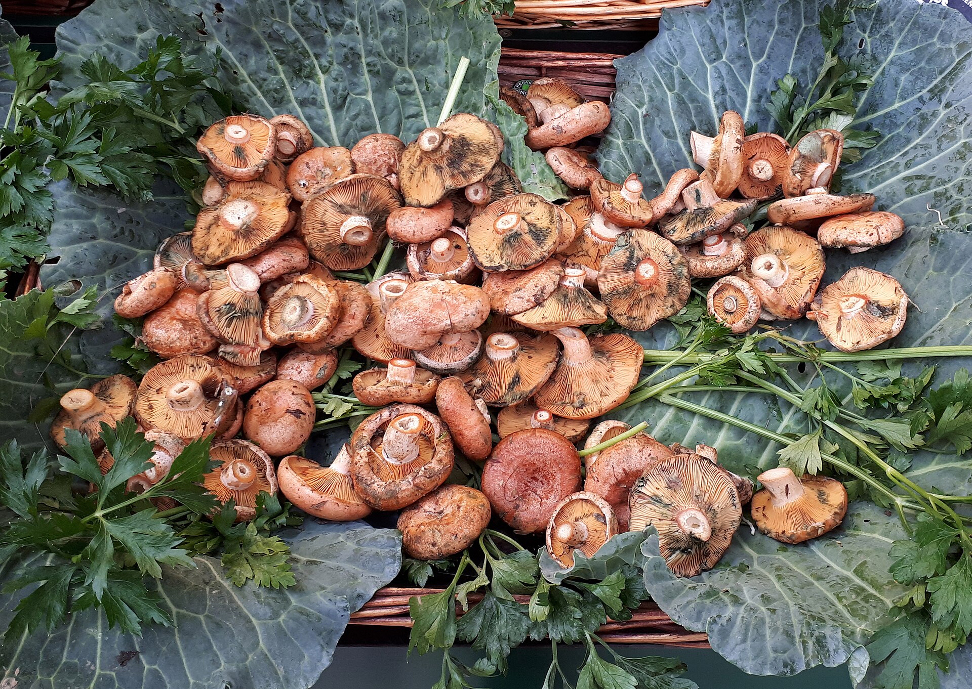 Rovellons 30€/Kilo. - By Fructibus - Own work, CC0, https://commons.wikimedia.org/w/index.php?curid=63770054.
