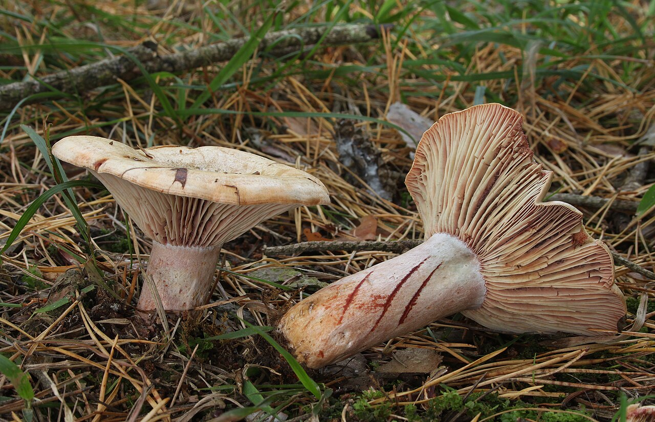 Rovellons - By Holger Krisp - Own work, CC BY 3.0, https://commons.wikimedia.org/w/index.php?curid=23332484.