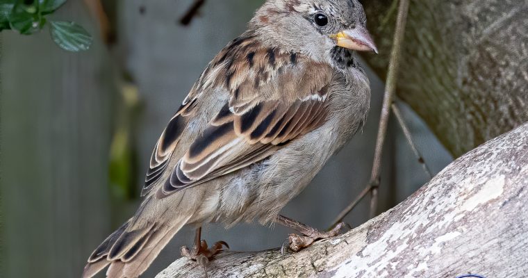 House Sparrow: Guide and Habitat in Catalonia.