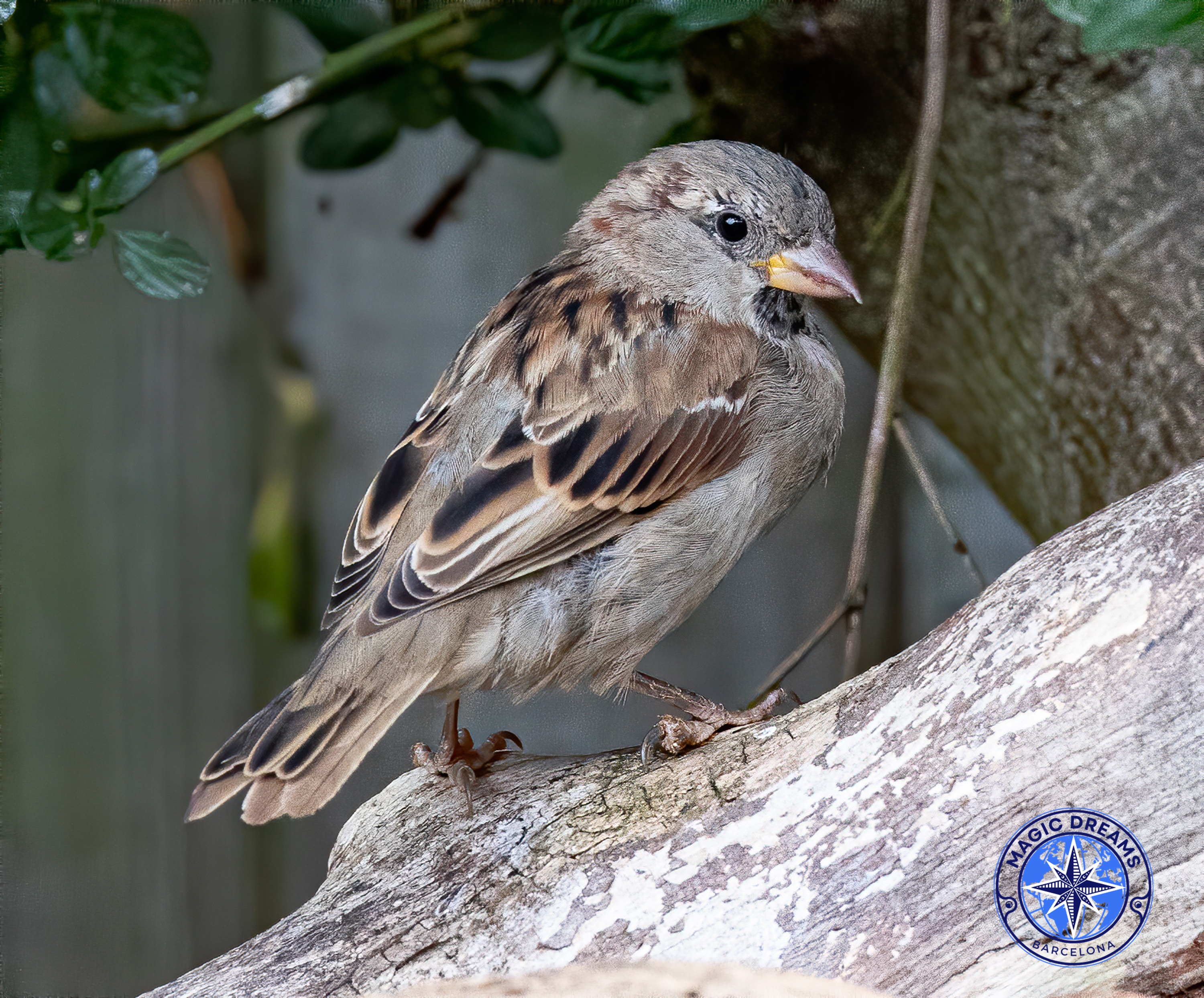 House Sparrow: Guide and Habitat in Catalonia.