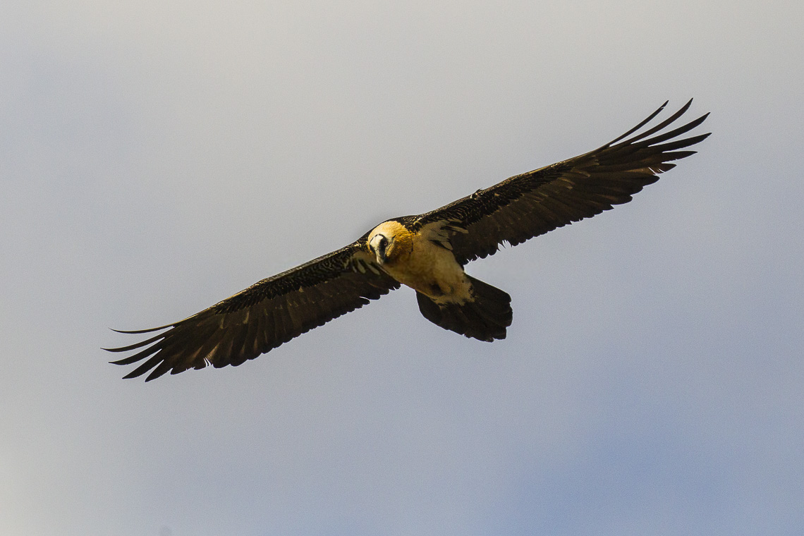 Quebrantahuesos en vuelo - Pirineos catalanes - Francesco Veronesi de Italia, CC BY-SA 2.0 , via Wikimedia Commons.