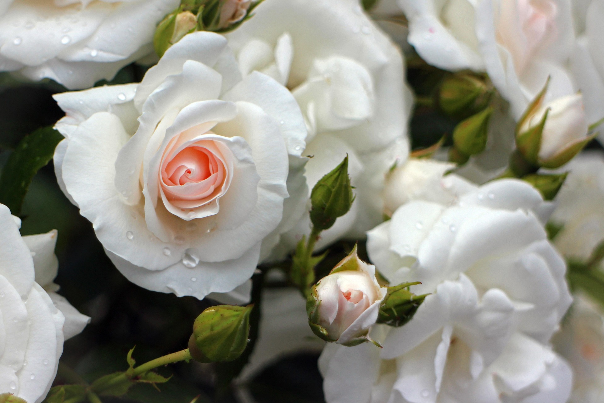 Rosas Magic Dreams Barcelona.