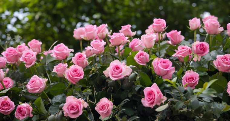 Vilassar, tierra de rosas.