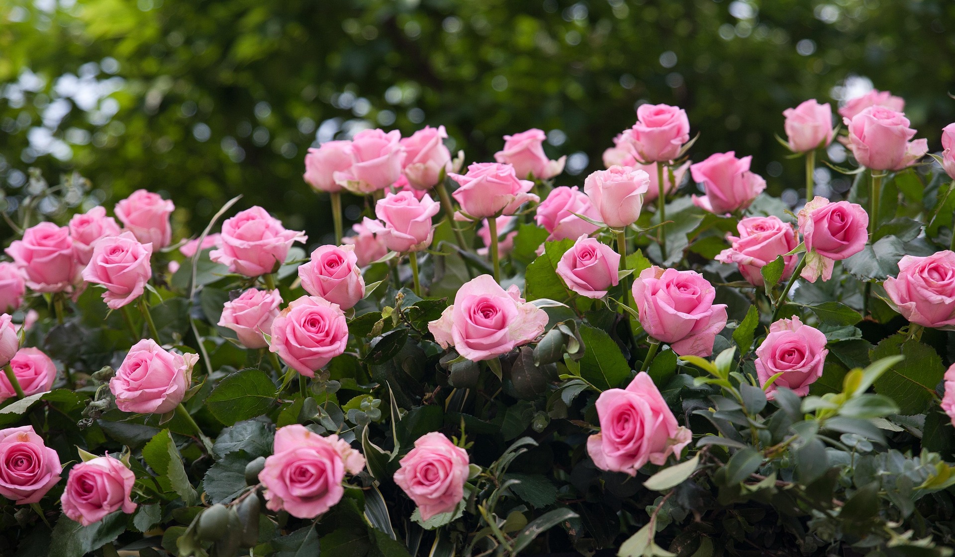 Vilassar, tierra de rosas.