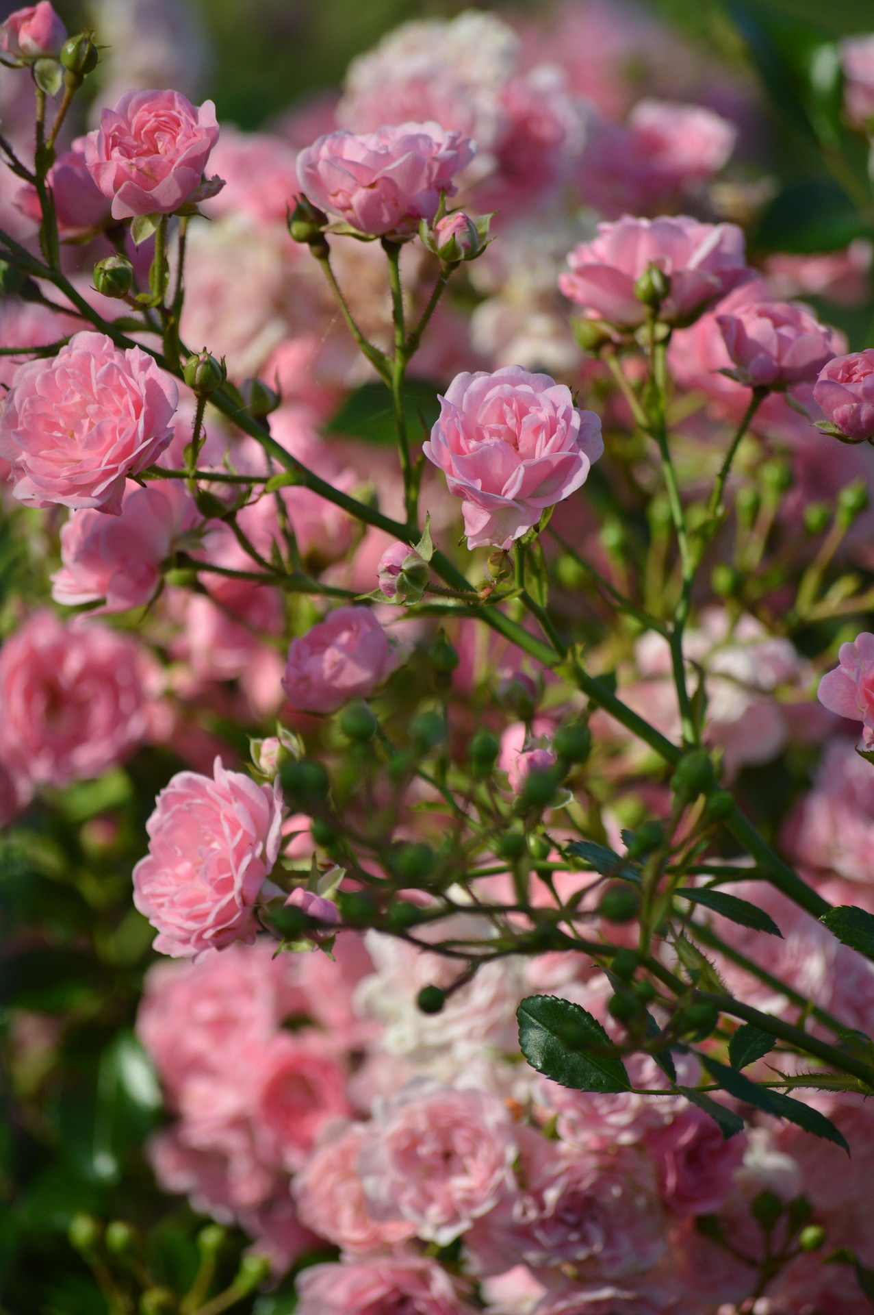 Rosas Magic Dreams Barcelona.