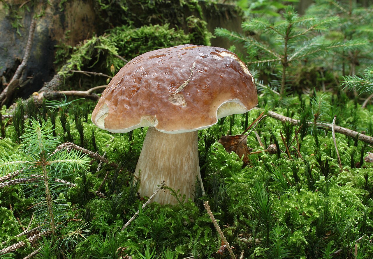 Boletus edulis - Holger Krisp, CC BY 3.0, via Wikimedia Commons.