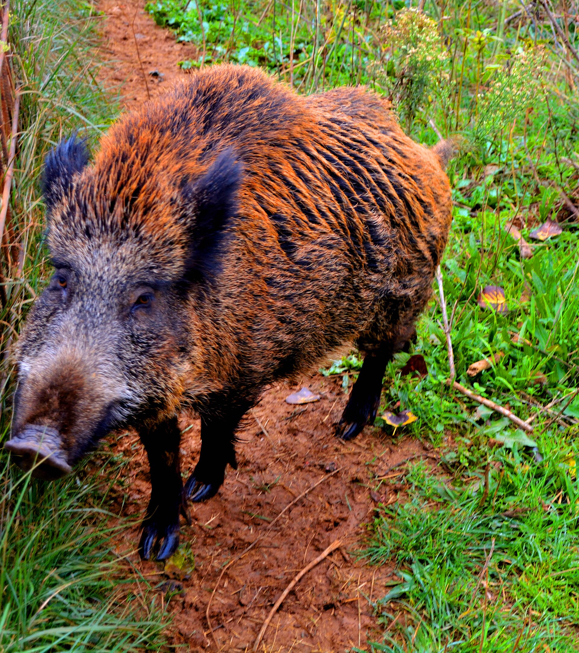 Jabalí típico de la Alta Garrotxa - Anthiro 57, CC BY-SA 4.0, via Wikimedia Commons.