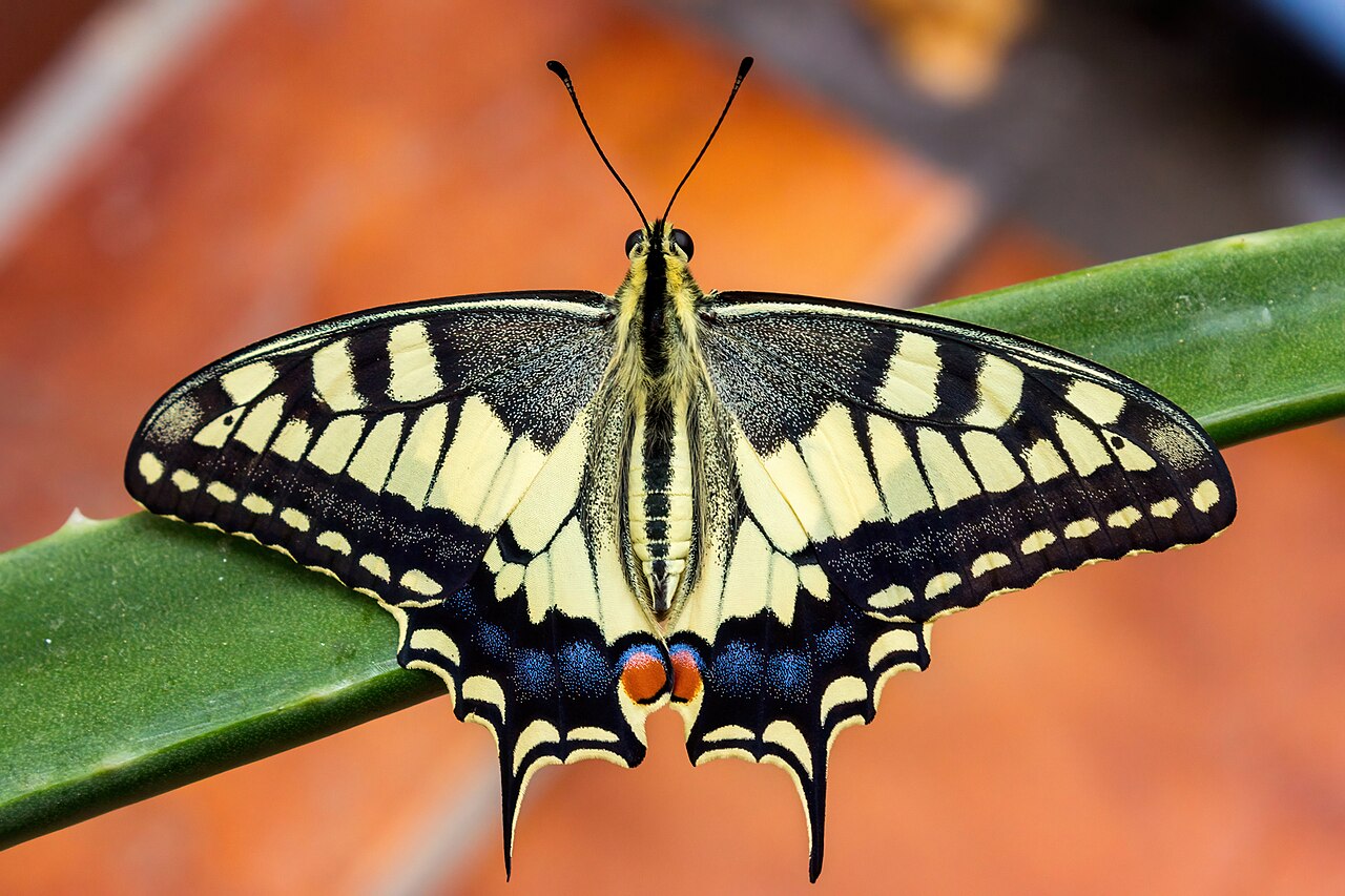 Papilio Machaon - Por HernandoJoseAJ - Trabajo propio, CC BY-SA 4.0, https://commons.wikimedia.org/w/index.php?curid=108120060.