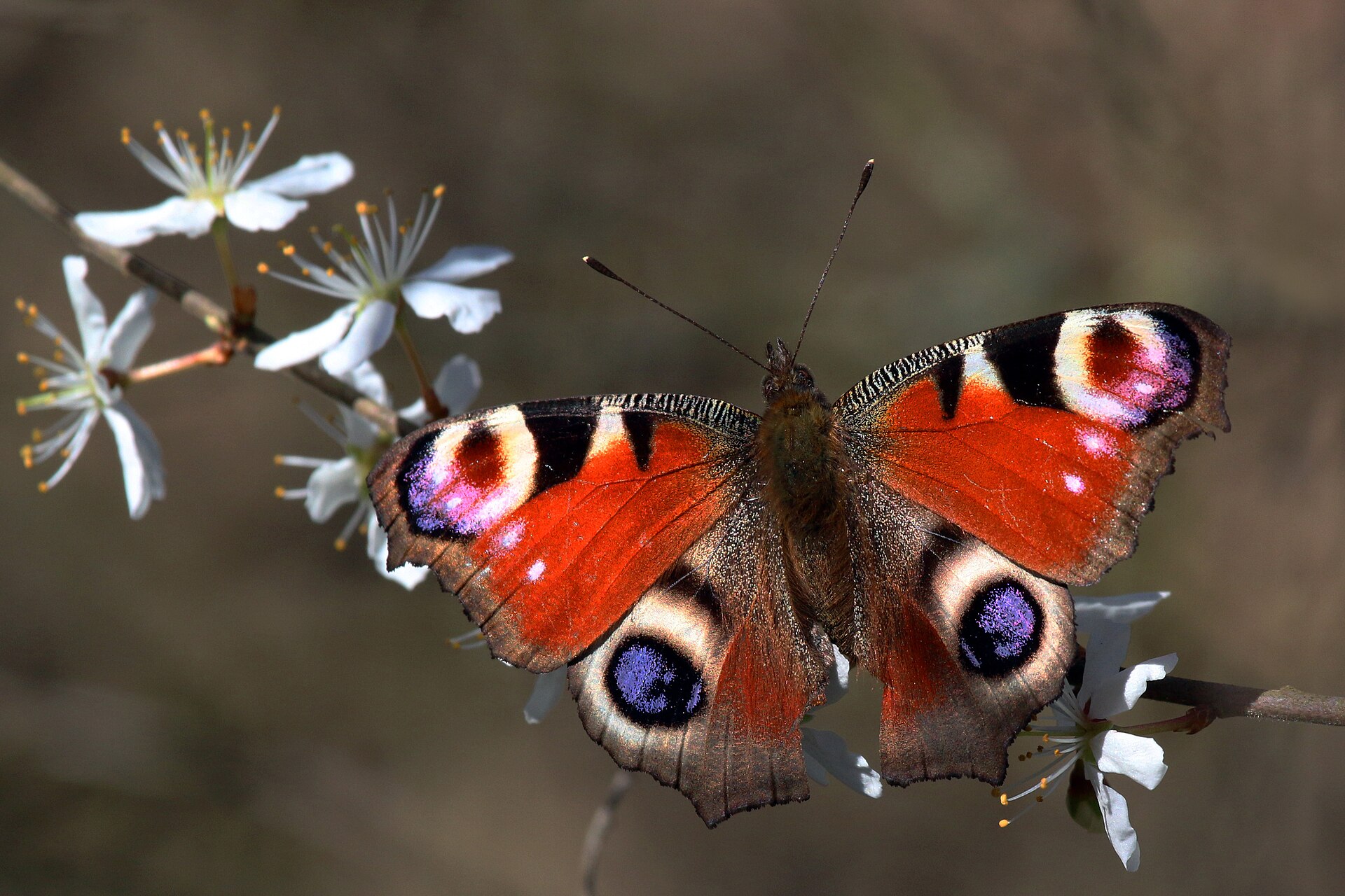 Mariposa pavo real ( Aglais io ) - By Charles J. Sharp - Own work, from Sharp Photography, sharpphotography, CC BY-SA 3.0, https://commons.wikimedia.org/w/index.php?curid=32422546.
