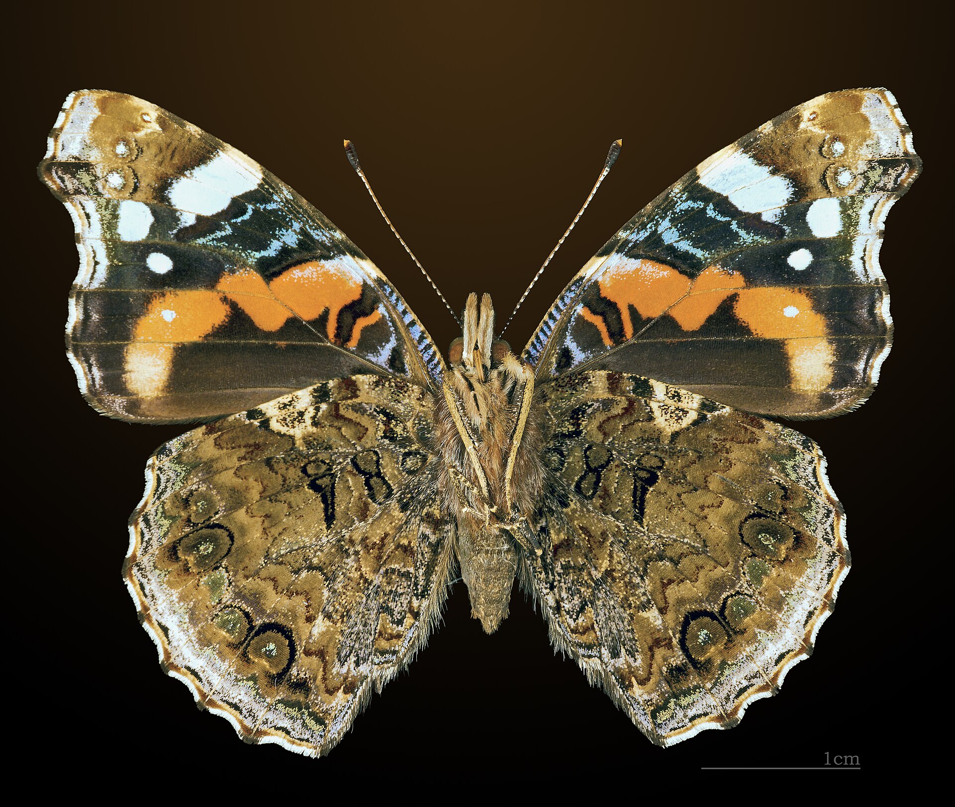 Vanessa atalanta (vista ventral) - Por Didier Descouens - Trabajo propio, CC BY-SA 4.0, https://commons.wikimedia.org/w/index.php?curid=41180658.