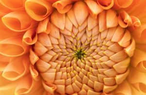 Dahlias-Magic-Dreams-Barcelona.