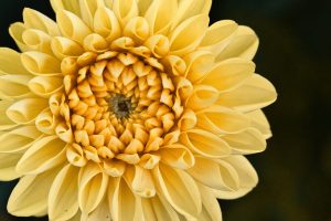 Dahlias-Magic-Dreams-Barcelona.