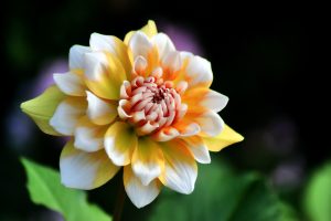 Dahlias-Magic-Dreams-Barcelona.