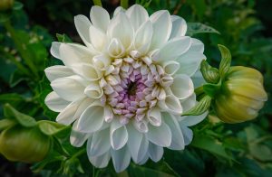 Dahlias-Magic-Dreams-Barcelona.
