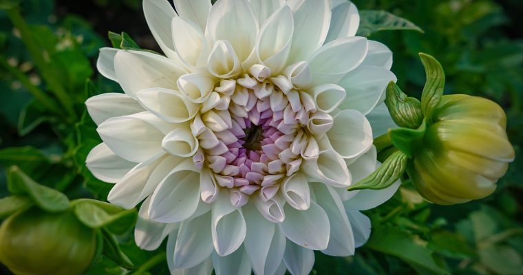 Dahlias: historia, simbolismo y cultivo en Barcelona.