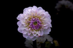 Dahlias-Magic-Dreams-Barcelona.